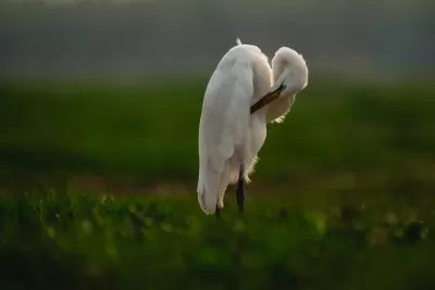 Medium Egret