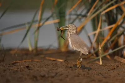 Indian Pond-Heron
