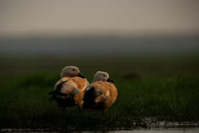 Ruddy Shelduck