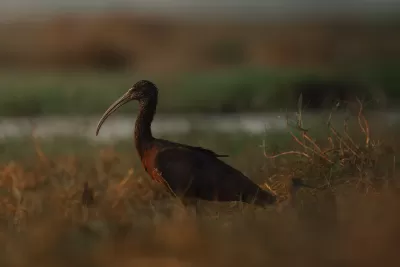 Glossy Ibis