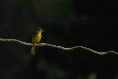 Yellow-browed Bulbul