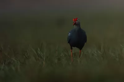 Gray-headed Swamphen