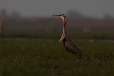 Purple Heron