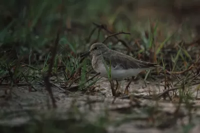 Temminck's Stint
