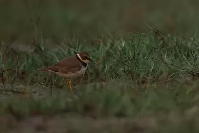 Little Ringed Plover
