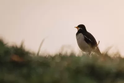 Indian Pied Starling