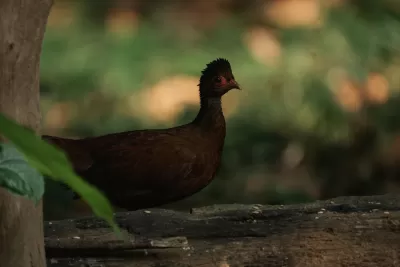 Red Spurfowl