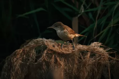 Clamorous Reed Warbler
