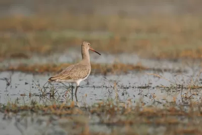 Black-tailed Godwit