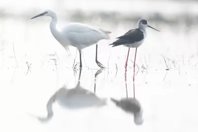 Black-winged Stilt