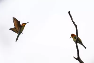 Chestnut-headed Bee-eater