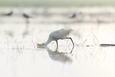 Eastern Cattle-Egret