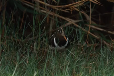 Greater Painted-Snipe
