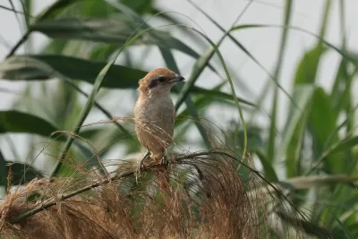 Brown Shrike
