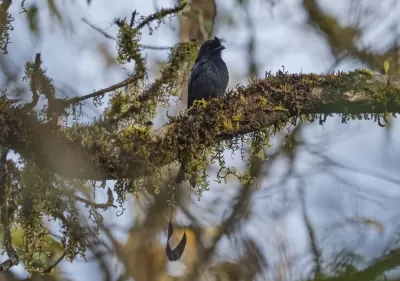 Greater Racket-tailed Drongo
