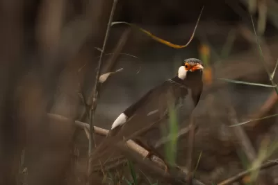 Indian Pied Starling