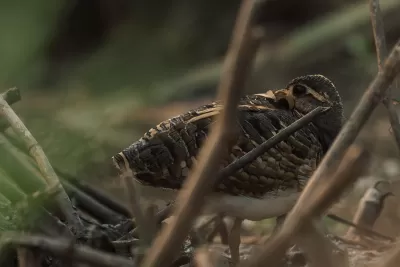 Greater Painted-Snipe