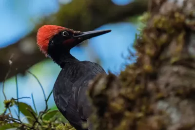White-bellied Woodpecker