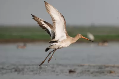 Black-tailed Godwit