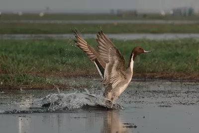 Northern Pintail