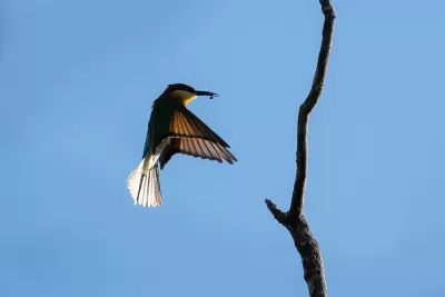 Chestnut-headed Bee-eater