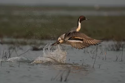 Northern Pintail