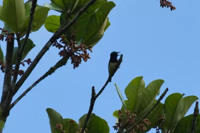 Crimson-backed Sunbird