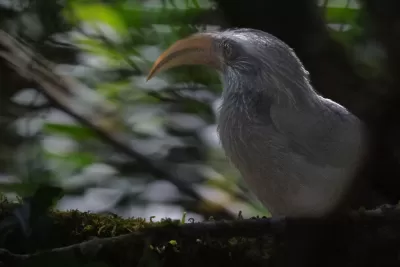Malabar Grey Hornbill