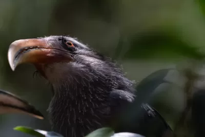 Malabar Grey Hornbill