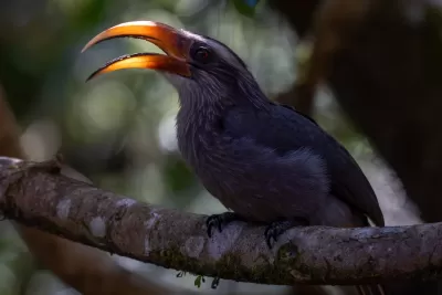 Malabar Grey Hornbill