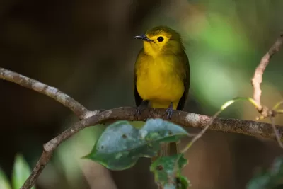 Yellow-browed Bulbul