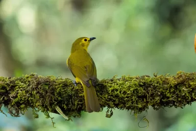 Yellow-browed Bulbul