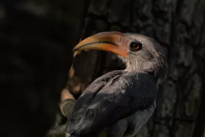 Malabar Grey Hornbill