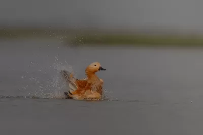 Ruddy Shelduck
