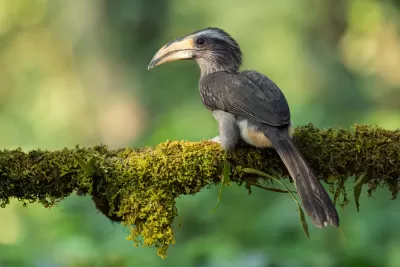 Malabar Grey Hornbill
