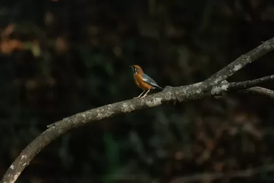 Orange-headed Thrush