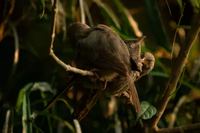 Jungle Babbler