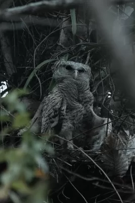 Spot-bellied Eagle-Owl