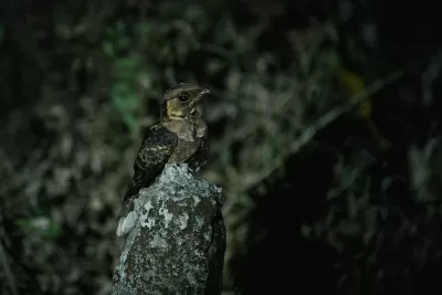 Jerdon's Nightjar