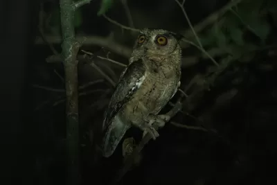 Indian Scops-Owl