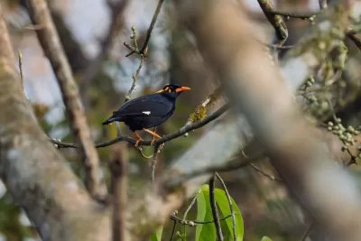 Southern Hill Myna