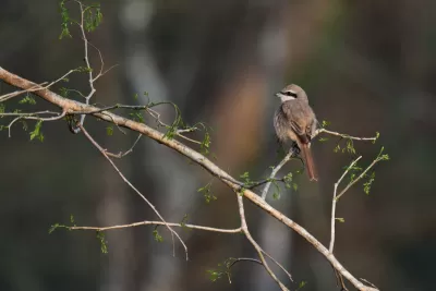 Brown Shrike
