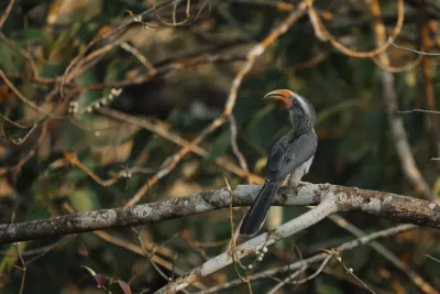Malabar Grey Hornbill