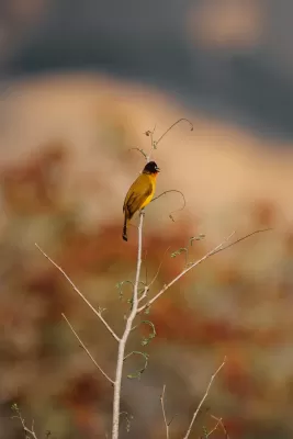 Flame-throated Bulbul