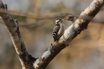 Brown-capped Pygmy Woodpecker