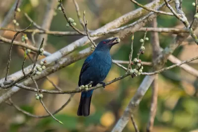 Asian Fairy-bluebird
