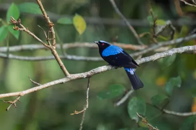 Asian Fairy-bluebird