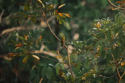 Yellow-browed Bulbul