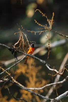 Small Minivet