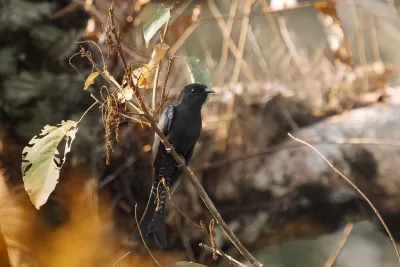 Fork-tailed Drongo-Cuckoo